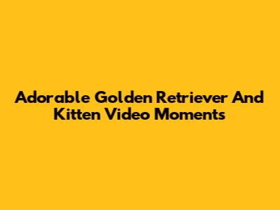 Adorable Golden Retriever And Kitten Video Moments