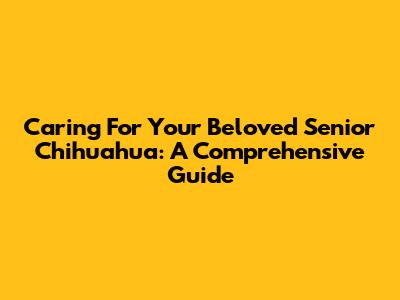 Caring For Your Beloved Senior Chihuahua: A Comprehensive Guide