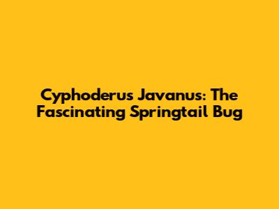 Cyphoderus Javanus: The Fascinating Springtail Bug