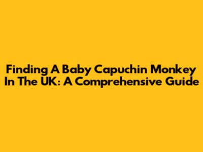 Finding A Baby Capuchin Monkey In The UK: A Comprehensive Guide