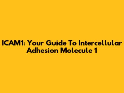 ICAM1: Your Guide To Intercellular Adhesion Molecule 1