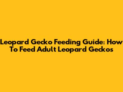 Leopard Gecko Feeding Guide: How To Feed Adult Leopard Geckos
