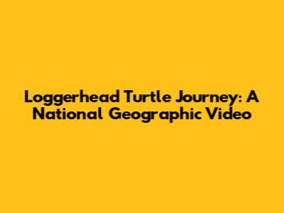 Loggerhead Turtle Journey: A National Geographic Video
