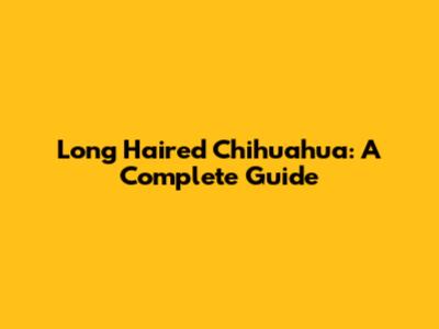 Long Haired Chihuahua: A Complete Guide
