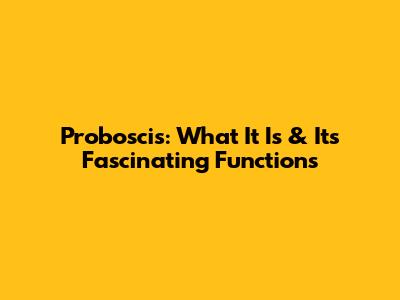 Proboscis: What It Is & Its Fascinating Functions
