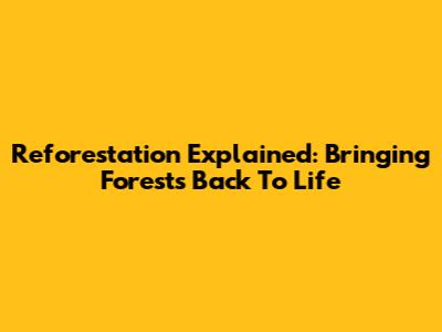 Reforestation Explained: Bringing Forests Back To Life