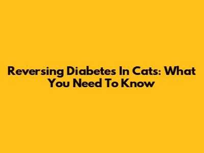 Reversing Diabetes In Cats: What You Need To Know
