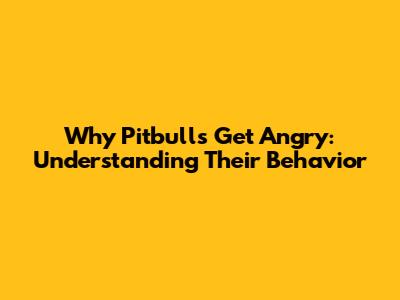 Why Pitbulls Get Angry: Understanding Their Behavior
